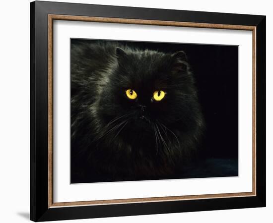 Domestic Cat, Black Persian Female at Night, Yellow Eyes Shining-Jane Burton-Framed Photographic Print