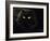 Domestic Cat, Black Persian Female at Night, Yellow Eyes Shining-Jane Burton-Framed Photographic Print