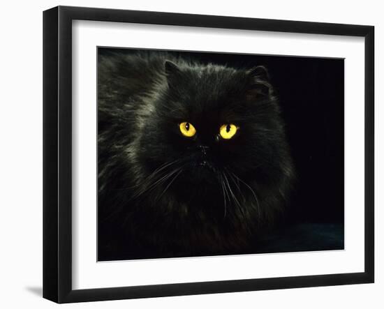 Domestic Cat, Black Persian Female at Night, Yellow Eyes Shining-Jane Burton-Framed Photographic Print