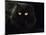 Domestic Cat, Black Persian Female at Night, Yellow Eyes Shining-Jane Burton-Mounted Photographic Print