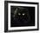 Domestic Cat, Black Persian Female at Night, Yellow Eyes Shining-Jane Burton-Framed Photographic Print