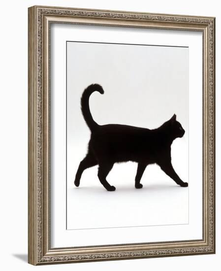 Domestic Cat, Black Short-Hair Male, Walking Profile-Jane Burton-Framed Photographic Print