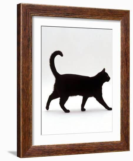 Domestic Cat, Black Short-Hair Male, Walking Profile-Jane Burton-Framed Photographic Print