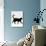 Domestic Cat, Black Short-Hair Male, Walking Profile-Jane Burton-Photographic Print displayed on a wall