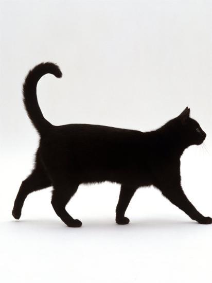 Domestic Cat Black Short Hair Male Walking Profile Photographic Print Jane Burton Art Com