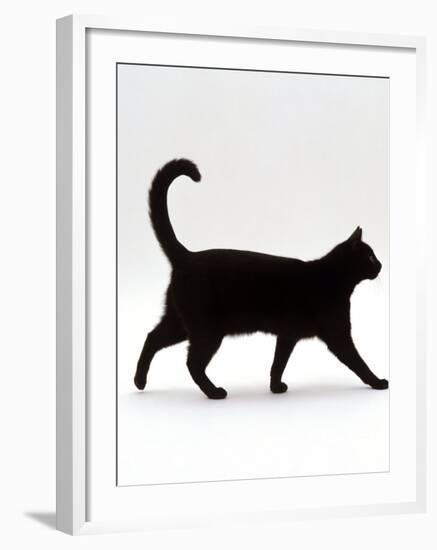 Domestic Cat, Black Short-Hair Male, Walking Profile-Jane Burton-Framed Photographic Print