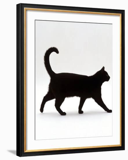 Domestic Cat, Black Short-Hair Male, Walking Profile-Jane Burton-Framed Photographic Print