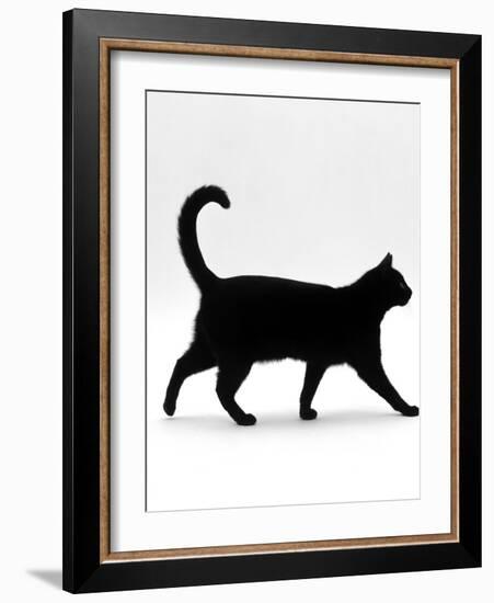 Domestic Cat, Black Short-Hair Male, Walking Profile-Jane Burton-Framed Photographic Print