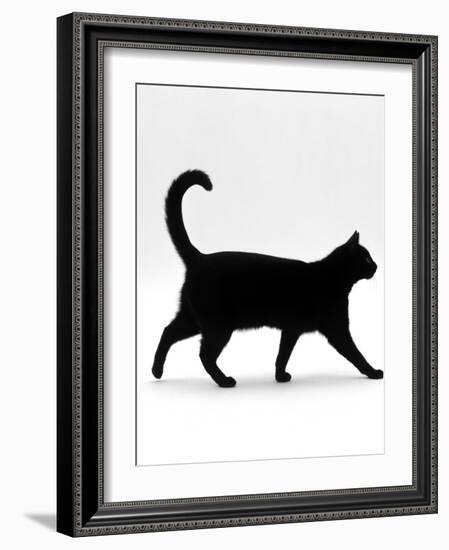 Domestic Cat, Black Short-Hair Male, Walking Profile-Jane Burton-Framed Photographic Print