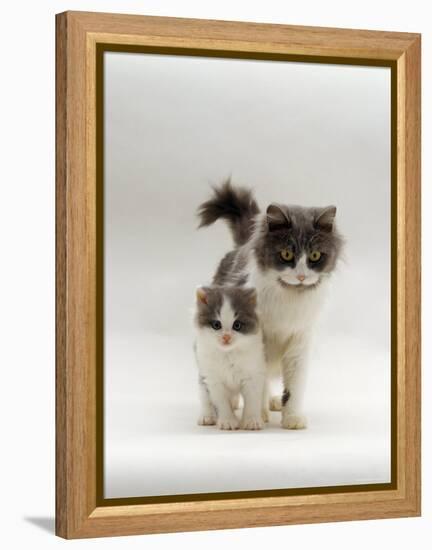 Domestic Cat, Blue Bicolour Persian-Cross Mother with Kitten-Jane Burton-Framed Premier Image Canvas