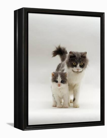 Domestic Cat, Blue Bicolour Persian-Cross Mother with Kitten-Jane Burton-Framed Premier Image Canvas