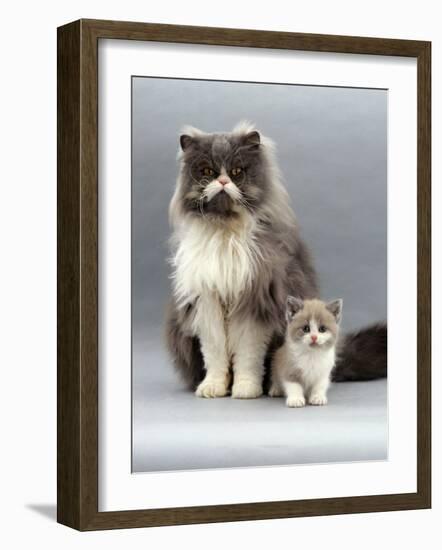 Domestic Cat, Blue Bicolour Persian Male with His 7-Week Lilac Bicolour Kitten-Jane Burton-Framed Photographic Print