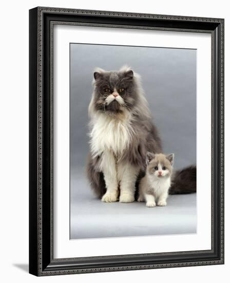 Domestic Cat, Blue Bicolour Persian Male with His 7-Week Lilac Bicolour Kitten-Jane Burton-Framed Photographic Print