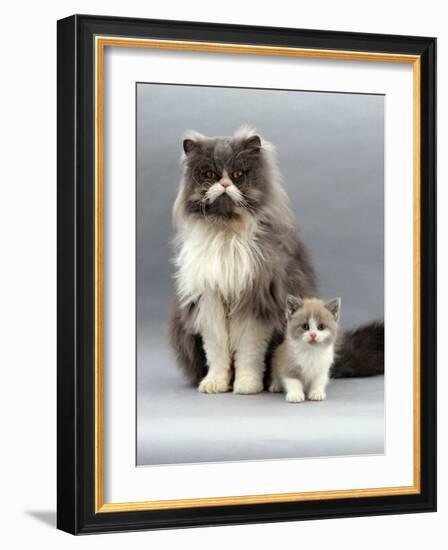 Domestic Cat, Blue Bicolour Persian Male with His 7-Week Lilac Bicolour Kitten-Jane Burton-Framed Photographic Print