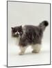 Domestic Cat, Blue Bicolour Persian Male-Jane Burton-Mounted Photographic Print