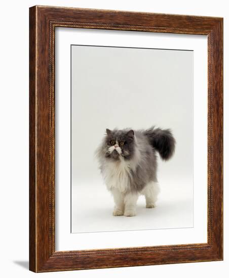 Domestic Cat, Blue Bicolour Persian Male-Jane Burton-Framed Photographic Print