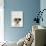 Domestic Cat, Blue Bicolour Persian Male-Jane Burton-Photographic Print displayed on a wall