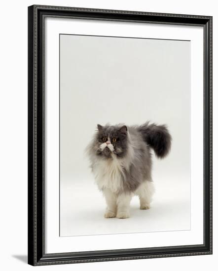 Domestic Cat, Blue Bicolour Persian Male-Jane Burton-Framed Photographic Print