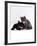 Domestic Cat, Blue Cream Kitten Washing Her Brother's Ear-Jane Burton-Framed Photographic Print