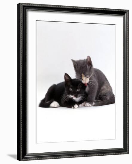 Domestic Cat, Blue Cream Kitten Washing Her Brother's Ear-Jane Burton-Framed Photographic Print