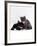 Domestic Cat, Blue Cream Kitten Washing Her Brother's Ear-Jane Burton-Framed Photographic Print