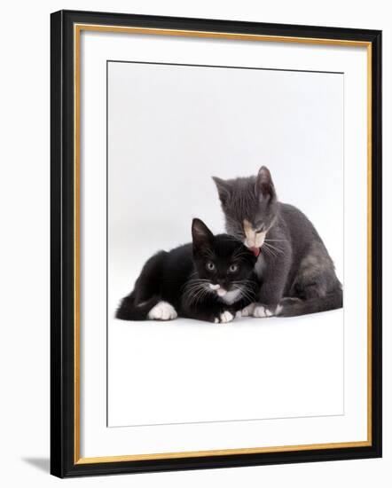 Domestic Cat, Blue Cream Kitten Washing Her Brother's Ear-Jane Burton-Framed Photographic Print