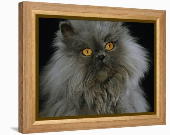 Domestic Cat, Blue Persian Longhair-Jane Burton-Framed Premier Image Canvas