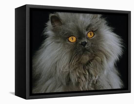 Domestic Cat, Blue Persian Longhair-Jane Burton-Framed Premier Image Canvas