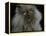 Domestic Cat, Blue Persian Longhair-Jane Burton-Framed Premier Image Canvas