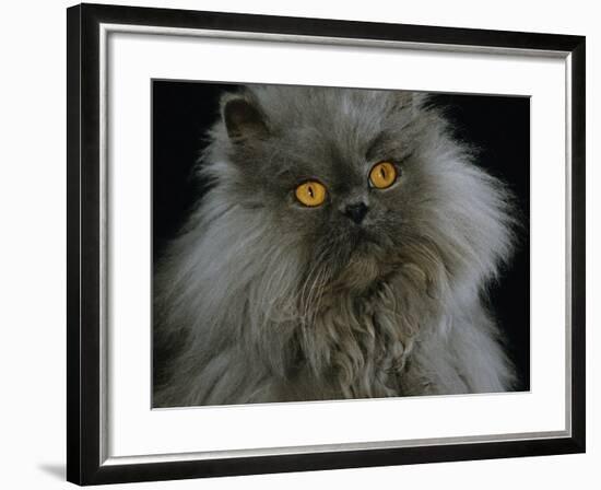 Domestic Cat, Blue Persian Longhair-Jane Burton-Framed Photographic Print