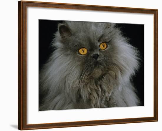 Domestic Cat, Blue Persian Longhair-Jane Burton-Framed Photographic Print