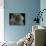 Domestic Cat, Blue Persian Longhair-Jane Burton-Mounted Photographic Print displayed on a wall