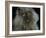 Domestic Cat, Blue Persian Longhair-Jane Burton-Framed Photographic Print