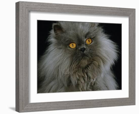 Domestic Cat, Blue Persian Longhair-Jane Burton-Framed Photographic Print