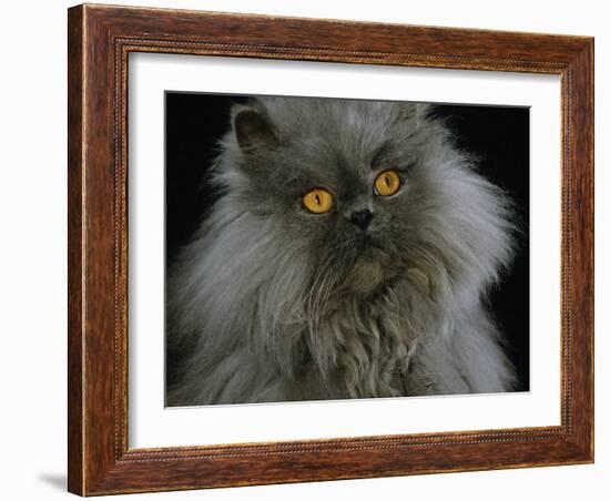 Domestic Cat, Blue Persian Longhair-Jane Burton-Framed Photographic Print