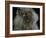 Domestic Cat, Blue Persian Longhair-Jane Burton-Framed Photographic Print