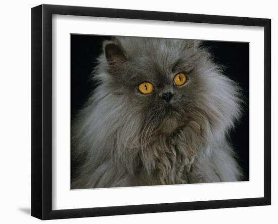 Domestic Cat, Blue Persian Longhair-Jane Burton-Framed Photographic Print