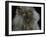 Domestic Cat, Blue Persian Longhair-Jane Burton-Framed Photographic Print