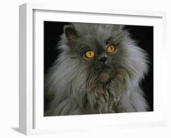 Domestic Cat, Blue Persian Longhair-Jane Burton-Framed Photographic Print