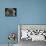 Domestic Cat, Blue Persian Longhair-Jane Burton-Mounted Photographic Print displayed on a wall