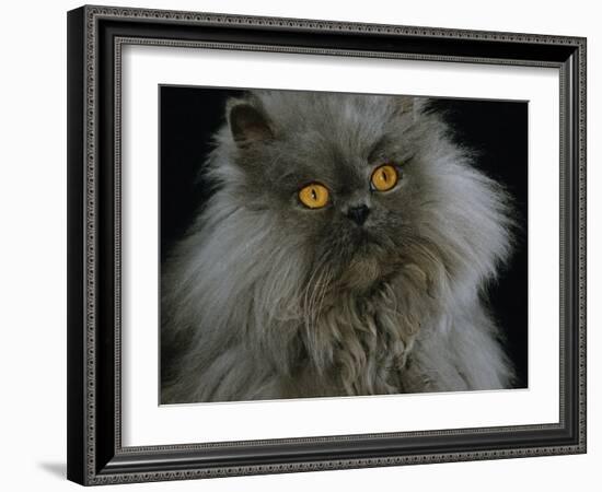 Domestic Cat, Blue Persian Longhair-Jane Burton-Framed Photographic Print