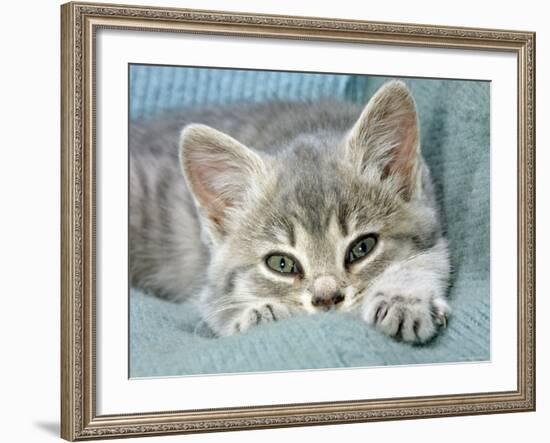 Domestic Cat, Blue Tabby Kitten-Jane Burton-Framed Photographic Print