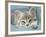 Domestic Cat, Blue Tabby Kitten-Jane Burton-Framed Photographic Print