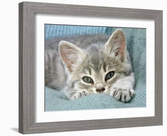 Domestic Cat, Blue Tabby Kitten-Jane Burton-Framed Photographic Print