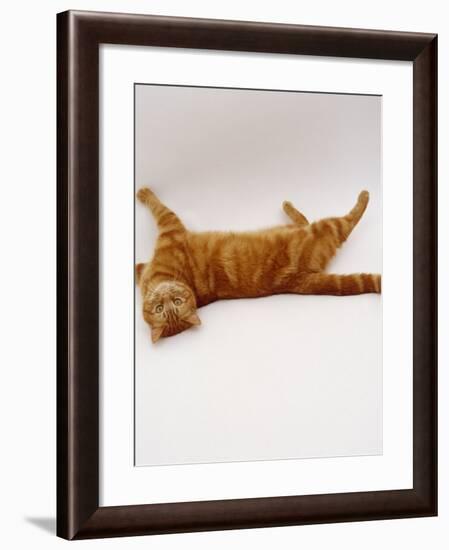 Domestic Cat, British Shorthair Red Tabby Female Rolling on Back-Jane Burton-Framed Photographic Print