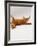 Domestic Cat, British Shorthair Red Tabby Female Rolling on Back-Jane Burton-Framed Photographic Print