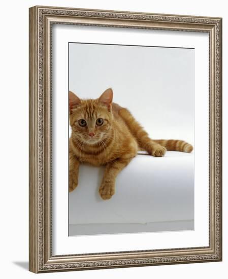 Domestic Cat, British Shorthair Red Tabby Female-Jane Burton-Framed Photographic Print