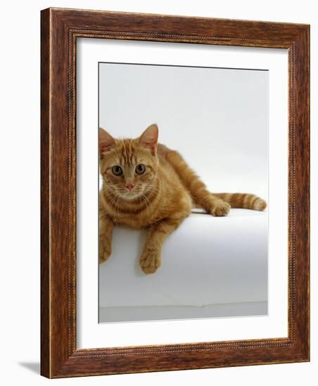 Domestic Cat, British Shorthair Red Tabby Female-Jane Burton-Framed Photographic Print