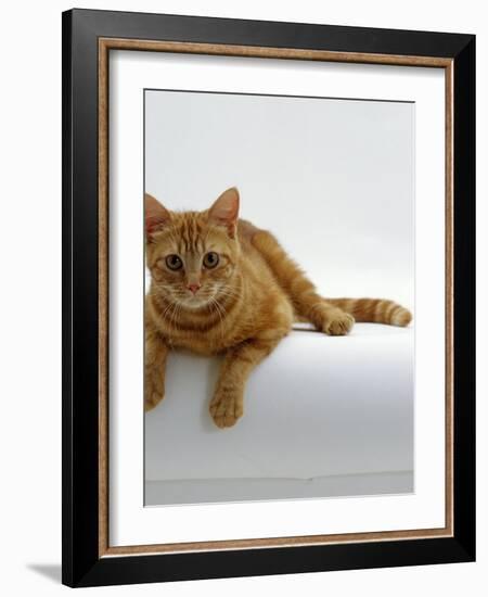 Domestic Cat, British Shorthair Red Tabby Female-Jane Burton-Framed Photographic Print