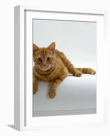 Domestic Cat, British Shorthair Red Tabby Female-Jane Burton-Framed Photographic Print